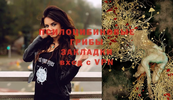 стаф Ельня